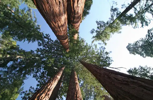 World's Tallest Living Tree: Coast Redwood, California