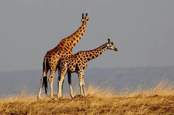 World's Tallest Animal: Rothschild Giraffe, Kenya/Uganda