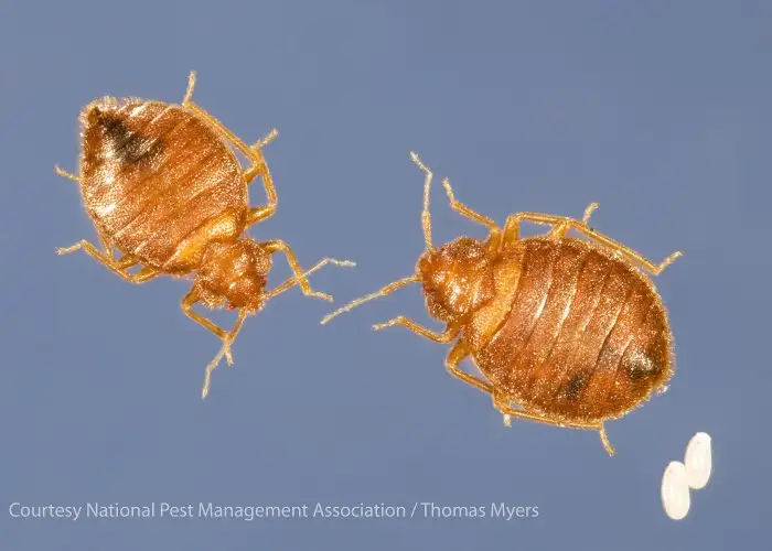 Five Ways to Stop Bedbugs Before They Bite
