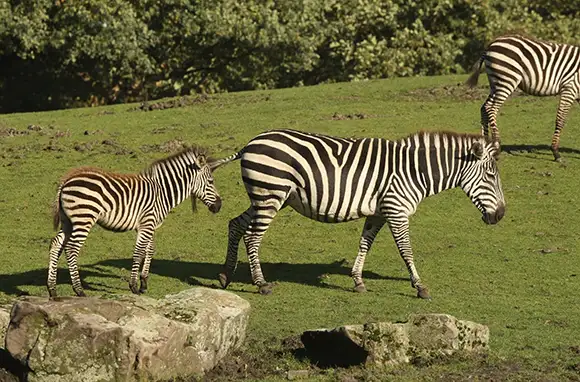 Zebra, Baton Rouge Zoo, Louisiana