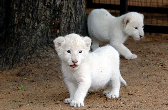 White Lions, Yalta Zoo, Ukraine