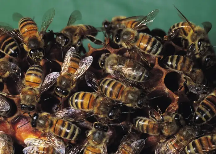 Weekly Weird: Bees Swarm Plane in Pittsburgh