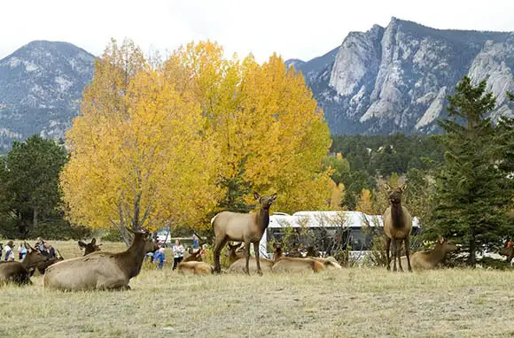 Elk Fest