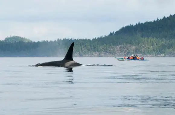Kayak with Orcas in British Columbia