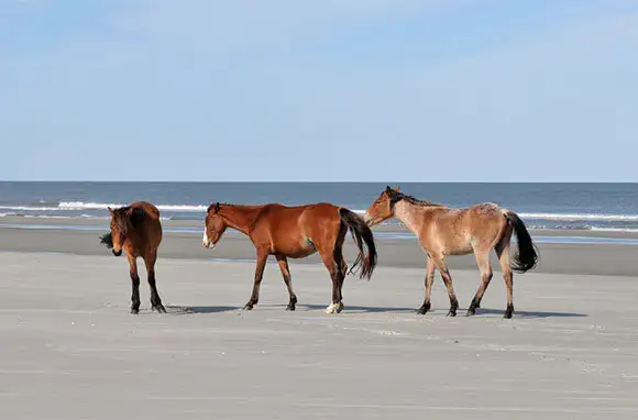 Cumberland Island Beaches, Georgia