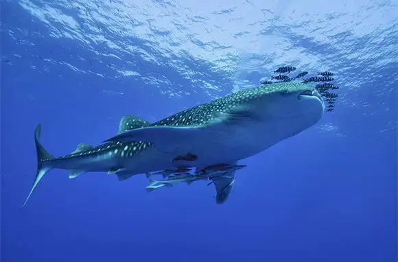 Snorkel with Whale Sharks, Mexico