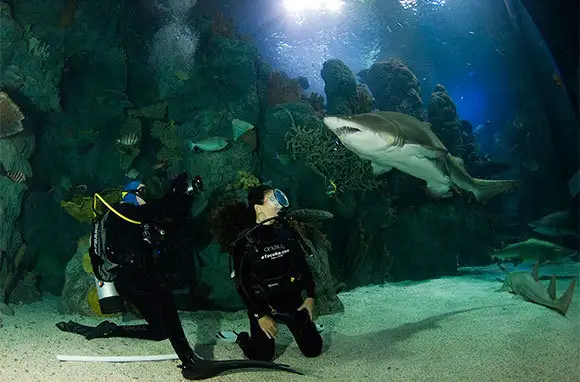 Dive or Snorkel with Sharks in an Aquarium, Colorado and Georgia