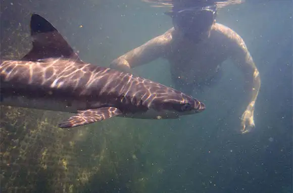 Visit a Shark Nursery, Bali