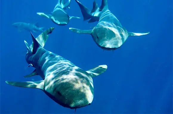 Swim with Nurse Sharks, Florida