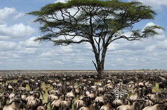 Serengeti National Park, Tanzania