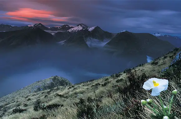 Mt. Aspiring National Park, South Island, New Zealand