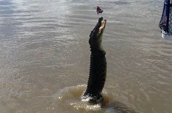 Spectacular Jumping Crocodile Cruise, Adelaide River