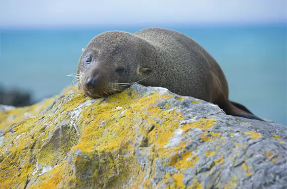 This Southern Fur Seal Is So Cute