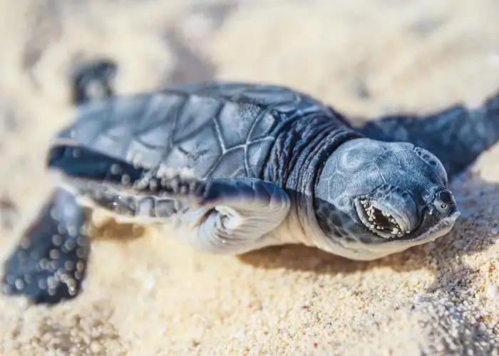 Celebrate World Turtle Day at the Beach!