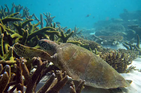 Ningaloo Reef, Australia