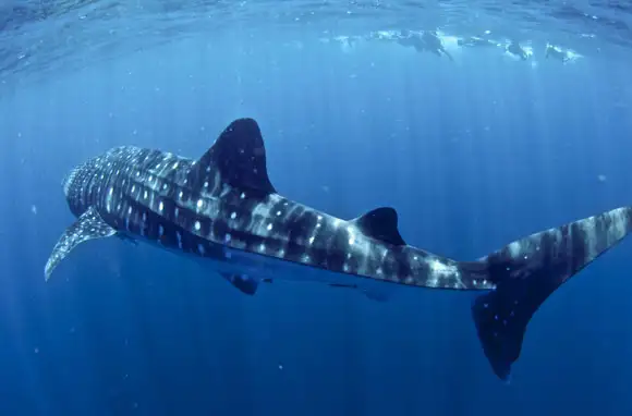 Swim with Whale Sharks in Ningaloo Reef, Australia