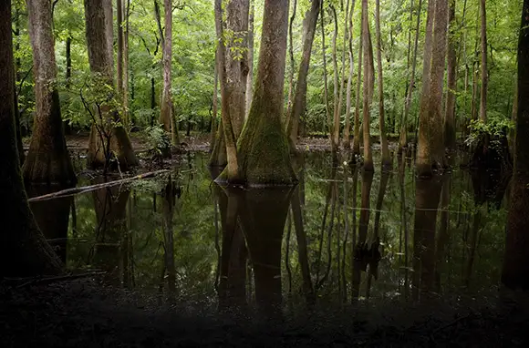 Congaree National Park, South Carolina