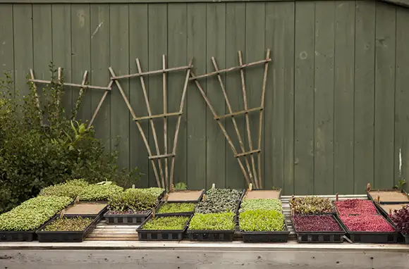 Microgreens at Primo Restaurant