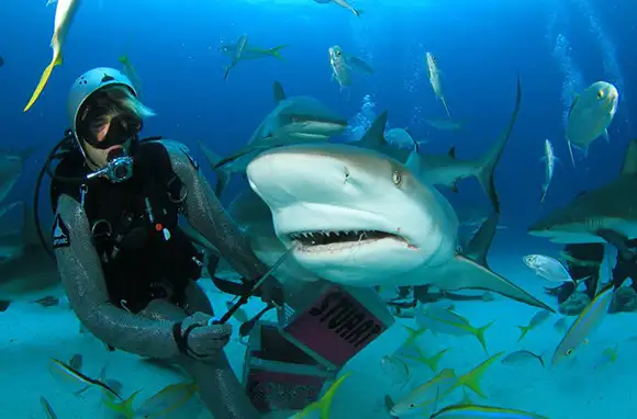 Scuba Diving with Sharks, Bahamas