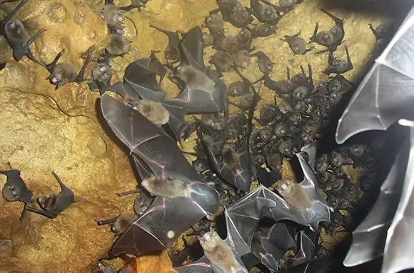 Hiking in a Bat Cave, Trinidad