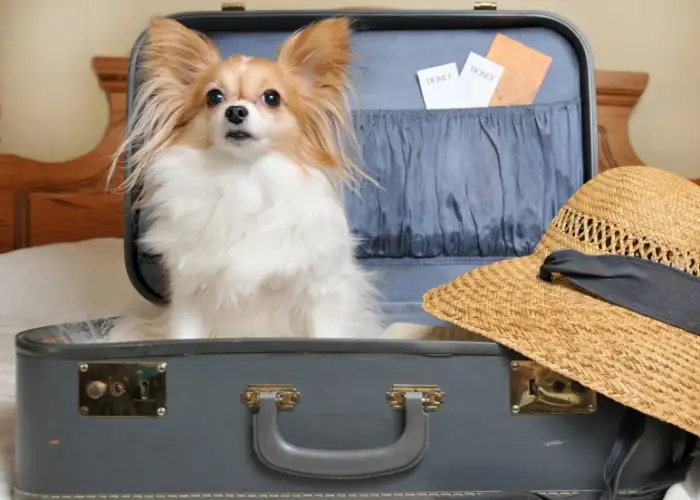 Good Travel Deals for You (and Your Dog)