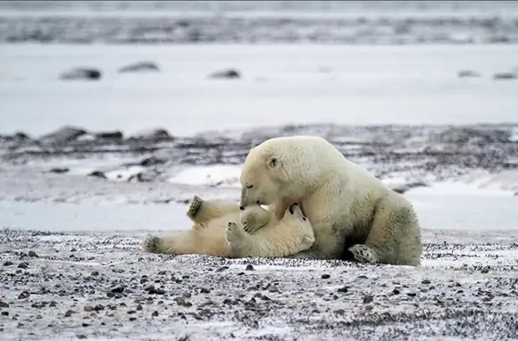 The Arctic's Polar Bear Migration
