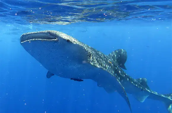 Whale Sharks at Utila, Honduras