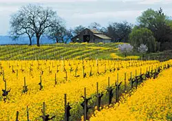 Win a Trip to California Wine Country for 2