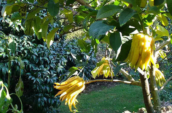 Buddha's Hand