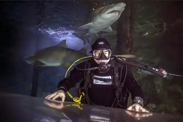 Shark dive 1