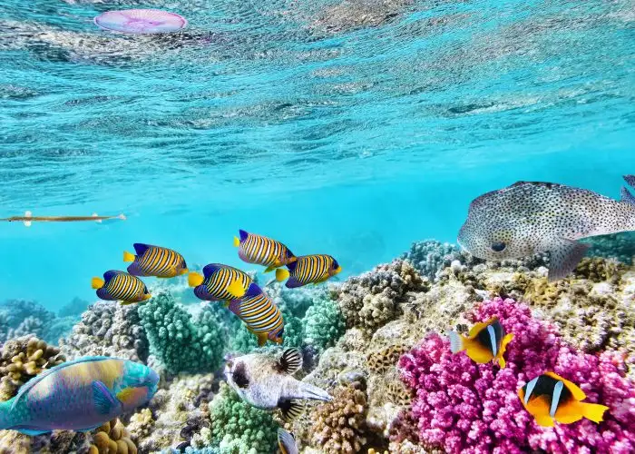 8 Things You Need to Know Before Traveling to the Great Barrier Reef
