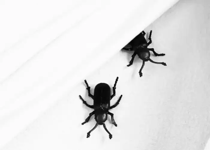 Hotel Guests, Don’t Let the Bedbugs Bite!