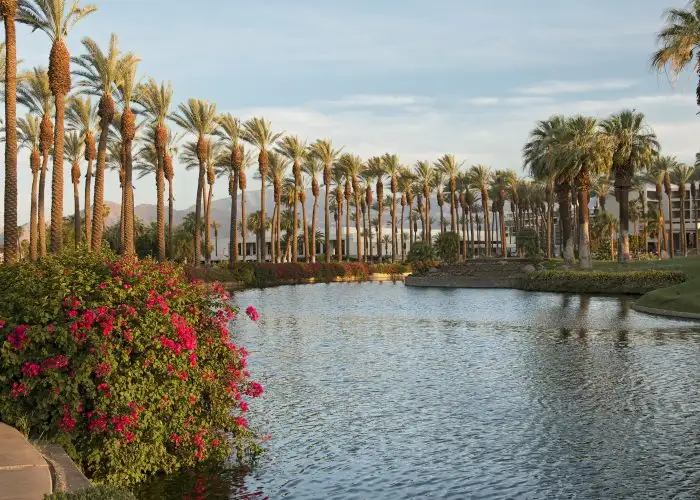 palm trees lake