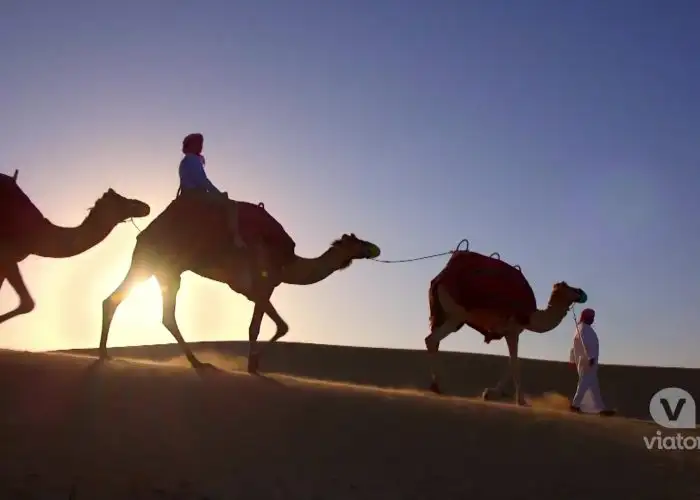 Dubai Luxury Desert Experience Camel Tour