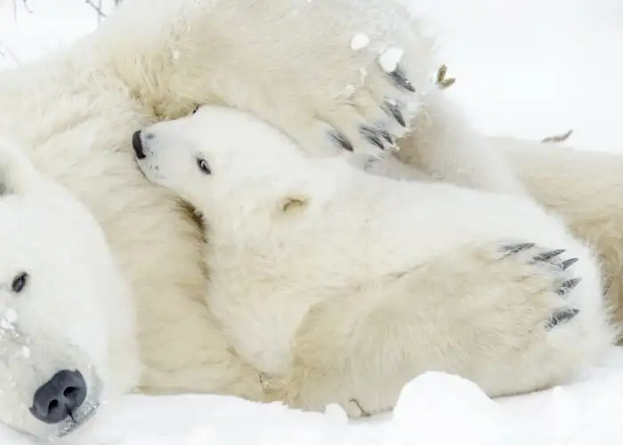 Polar bears in Manitoba Canada.