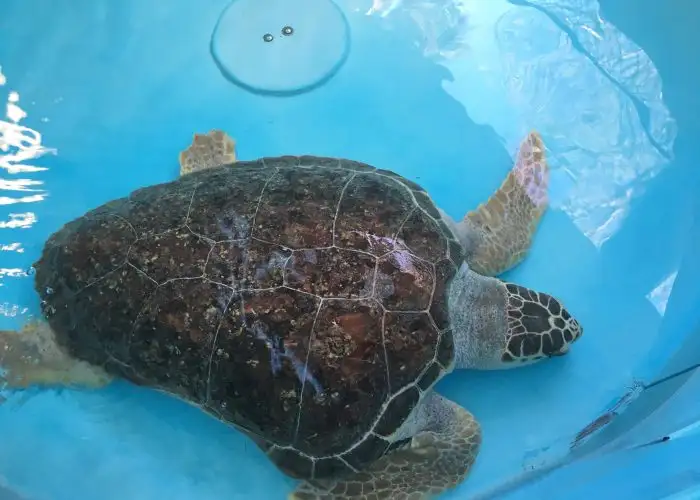 Rescued Sea Turtles in Palm Beach County