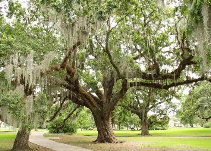 best things to do in new orleans parks