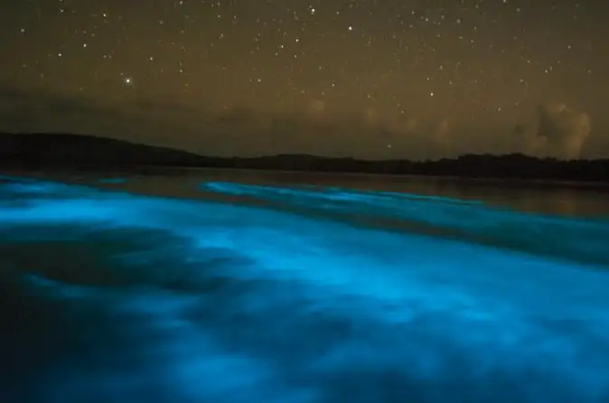 Bioluminescent Bay Kayaking in Puerto Rico