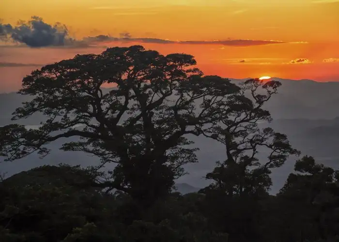 Jungle Night Hike in Costa Rica