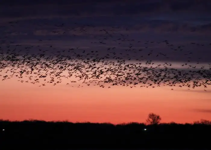 Sandhill Crane migration at sunset over Kearny, Nebraska