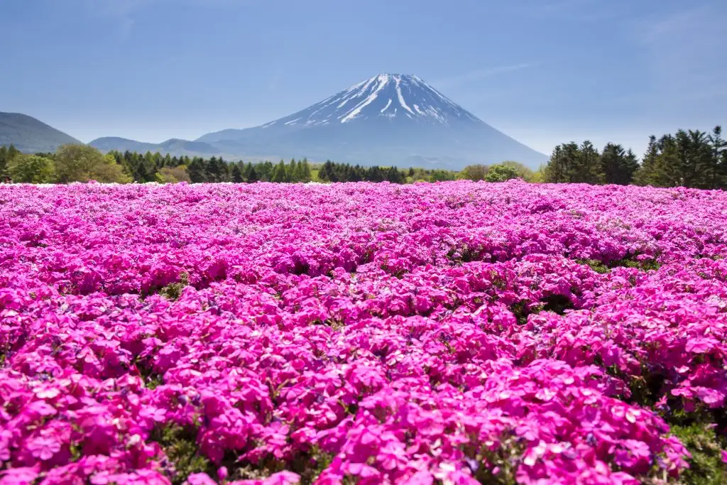 Spring flower blooms