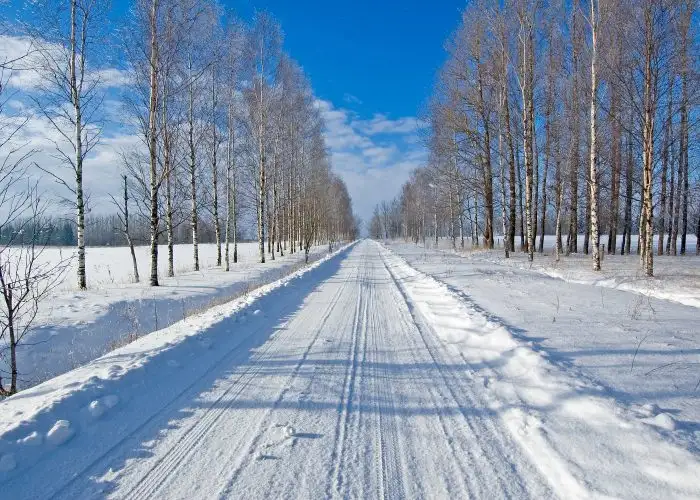 winter snowy road with trees