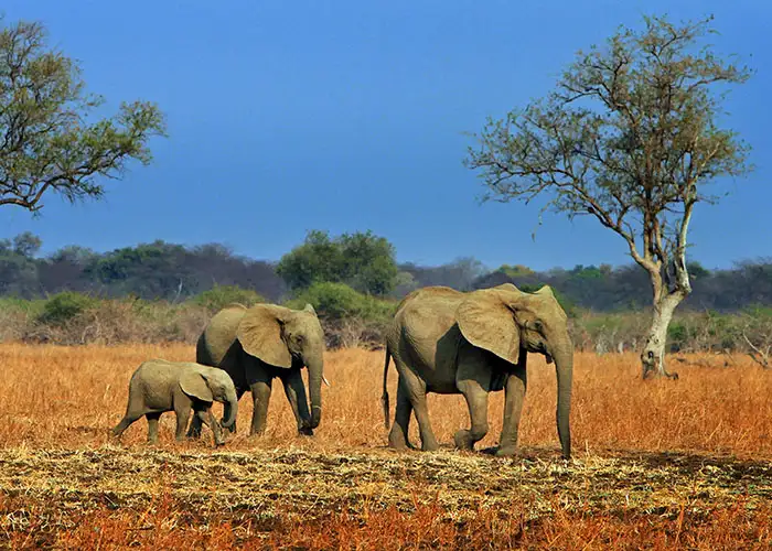 elephants in zambia