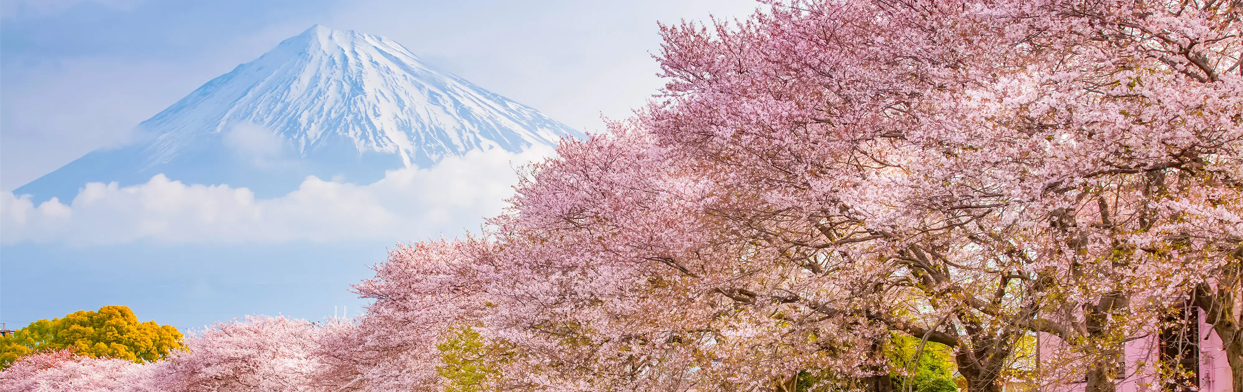 Sakura History - Japan National Tourism Organization