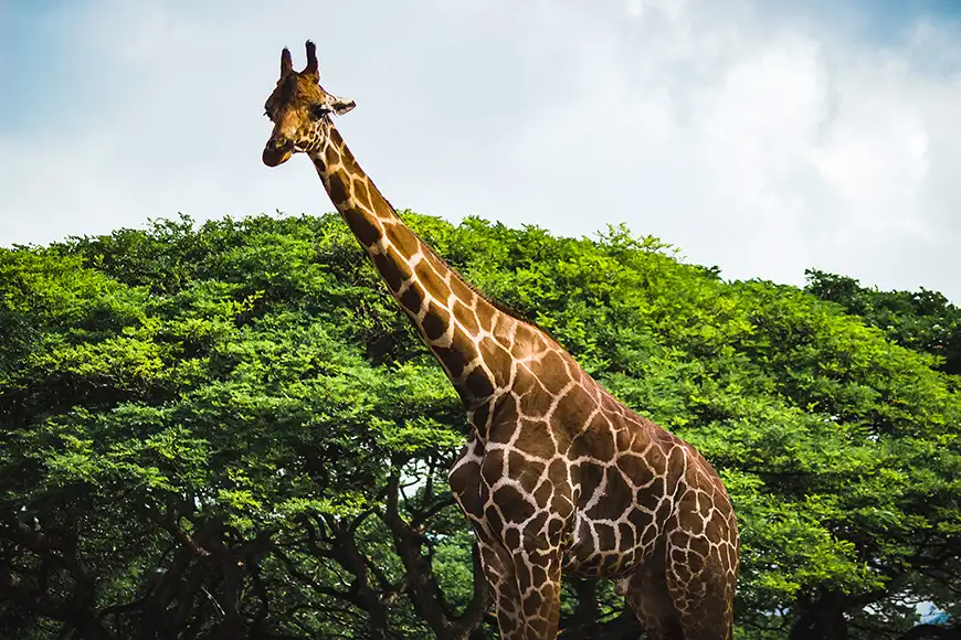 Giraffe at the honolulu zoo