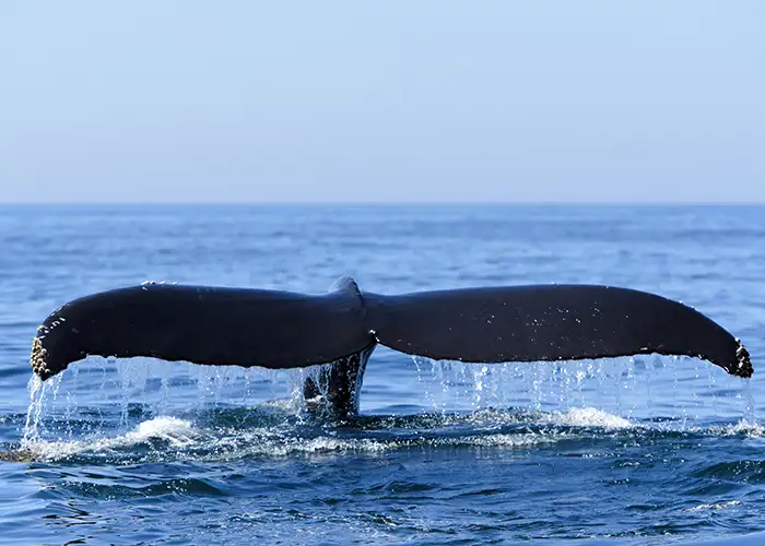 whale in bay of fundy