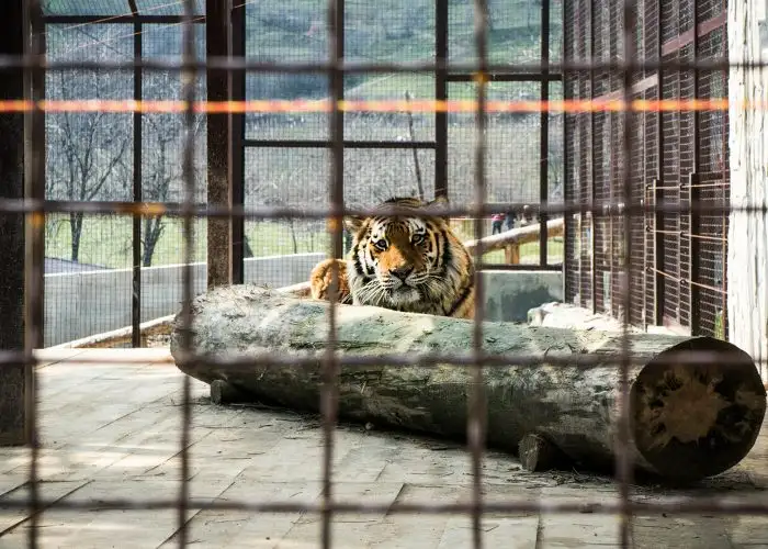 tiger-cage