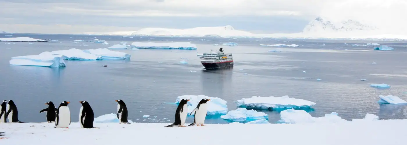 antarctic gentoo penguins standing in front of iceberg-filled waters with hurtigruten cruise ship in the background