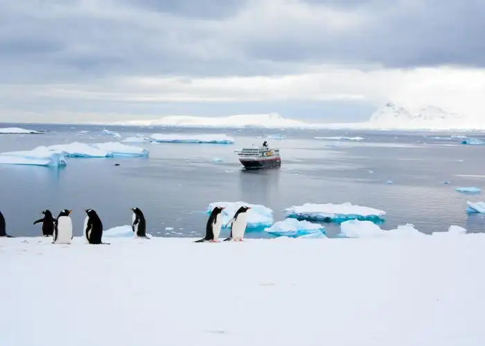 antarctic gentoo penguins standing in front of iceberg-filled waters with hurtigruten cruise ship in the background