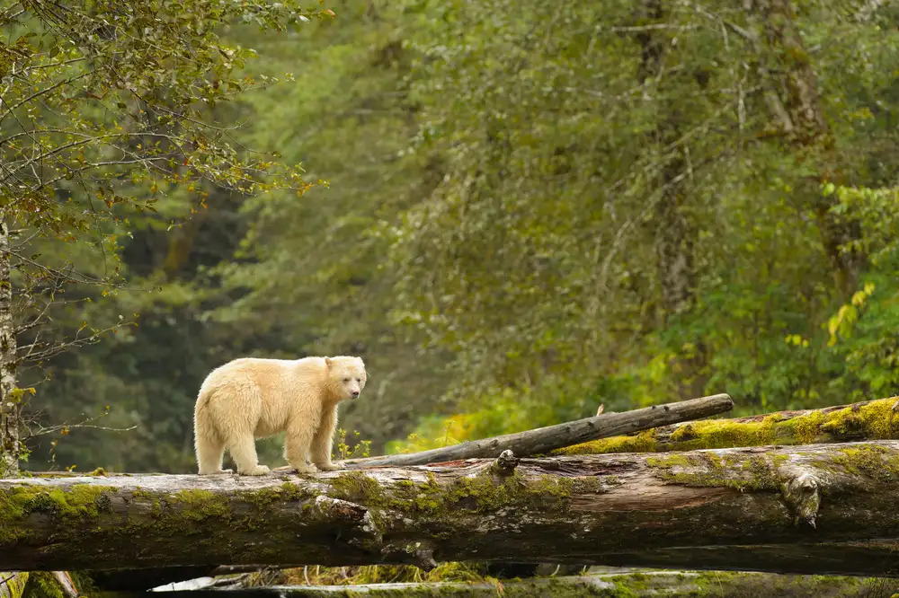 great-bear-rainforest-canada